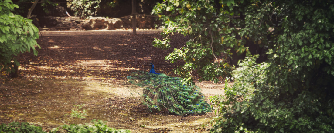 imagenes de campo grande Valladolid