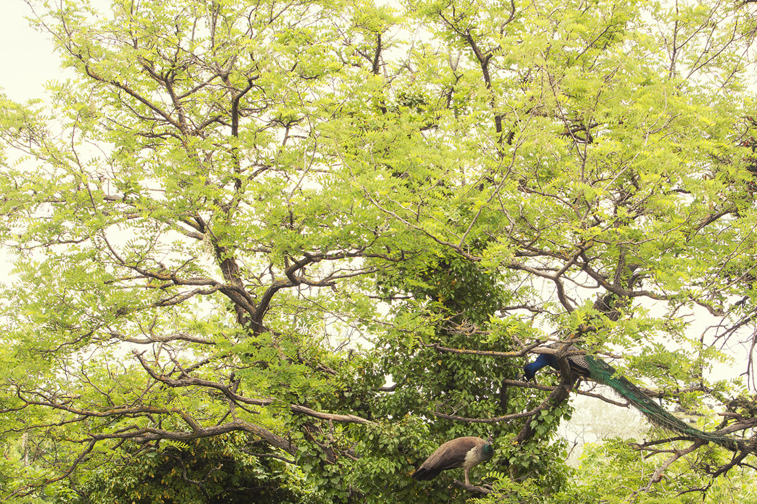 Campo Grande Valladolid.2