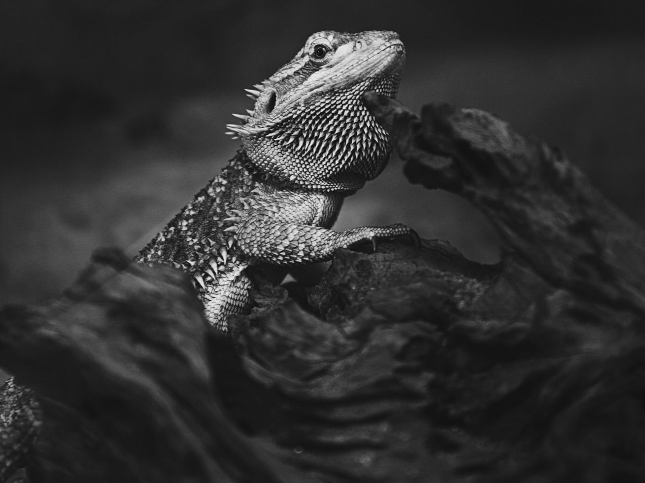 Bangkok Demo - 43.jpg