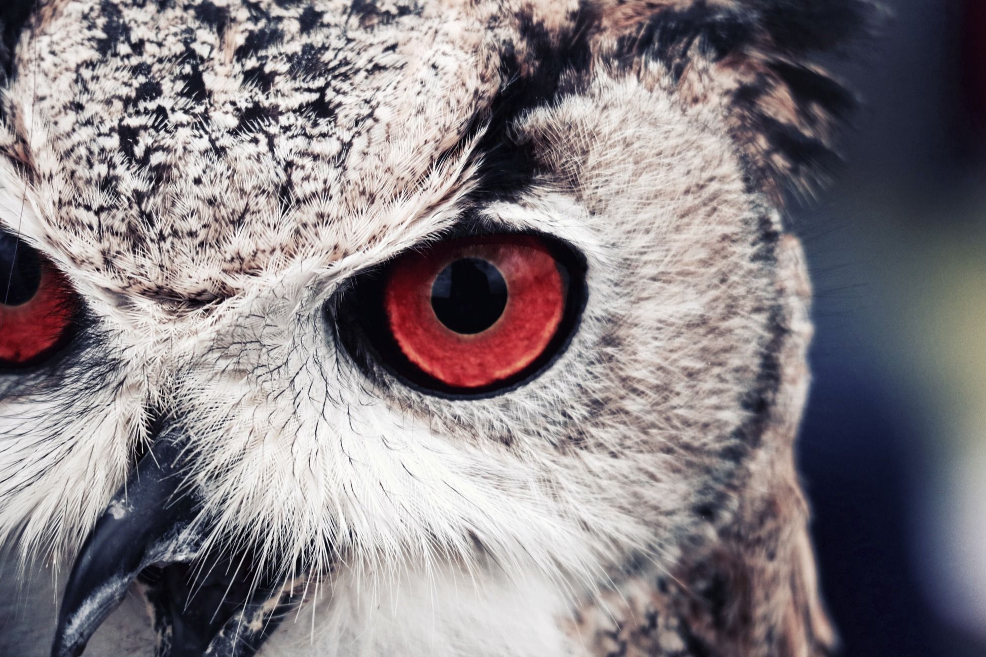 Bangkok Demo - 13.jpg