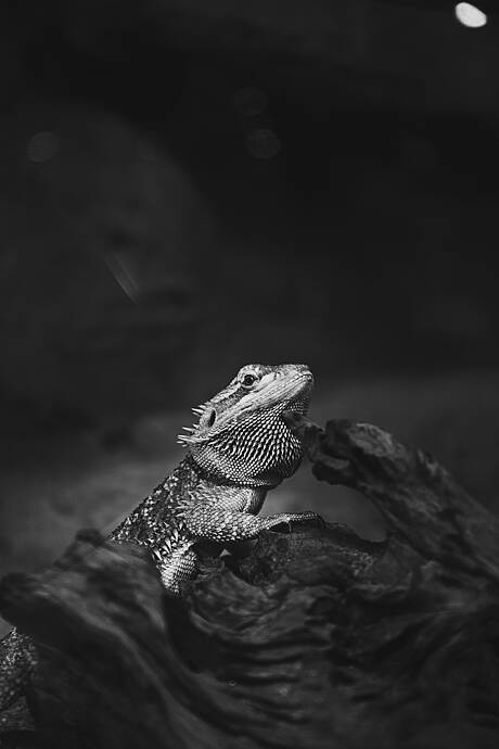 Bianco e nero 08