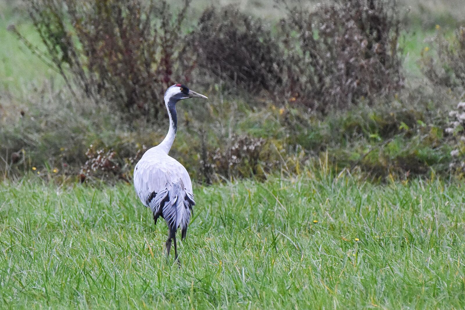 fotOiride - lac-du-der-copertina-min-ts20251128164827477796.jpeg