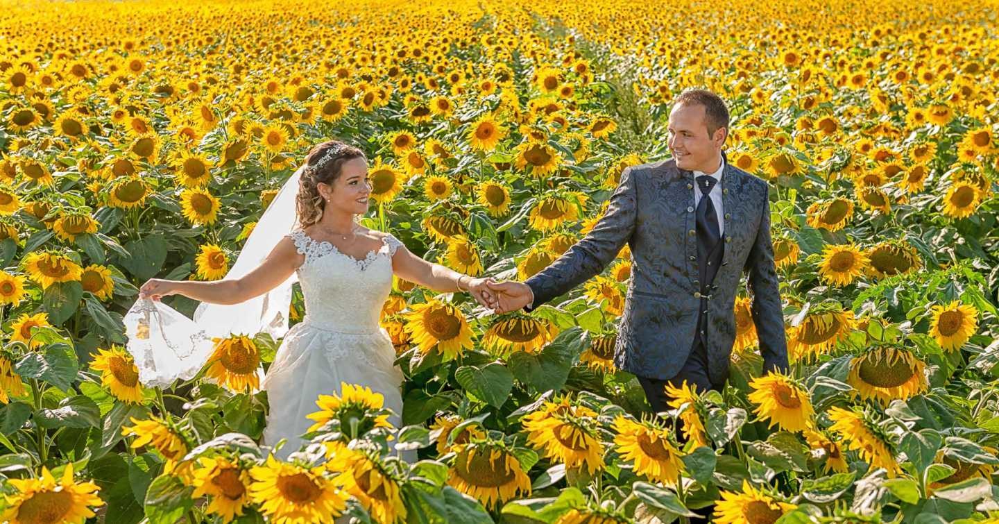 Pós Casamento :: Noivos a caminharem no meio dos girassóis