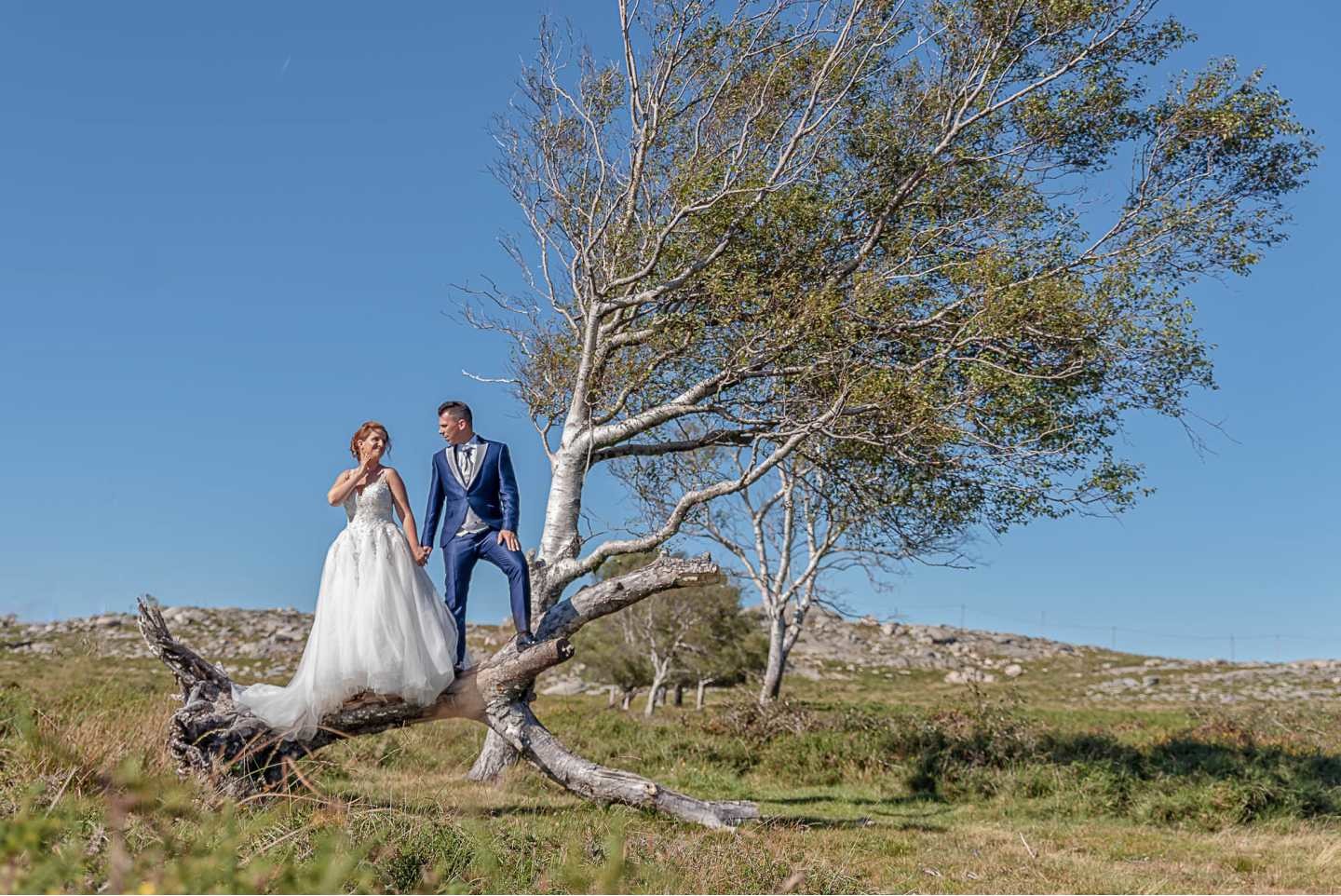 Noivos em cima da árvore