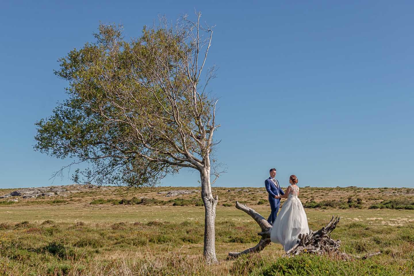 Noivos a olharem um para o outro em cima da árvore
