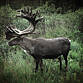 ALASKA 135