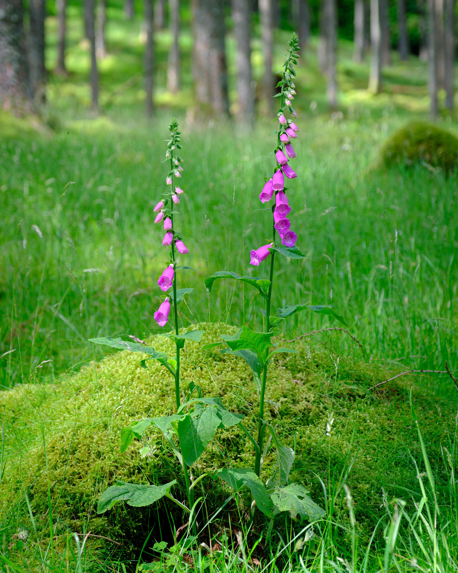 20240612-JVH28529-RAF