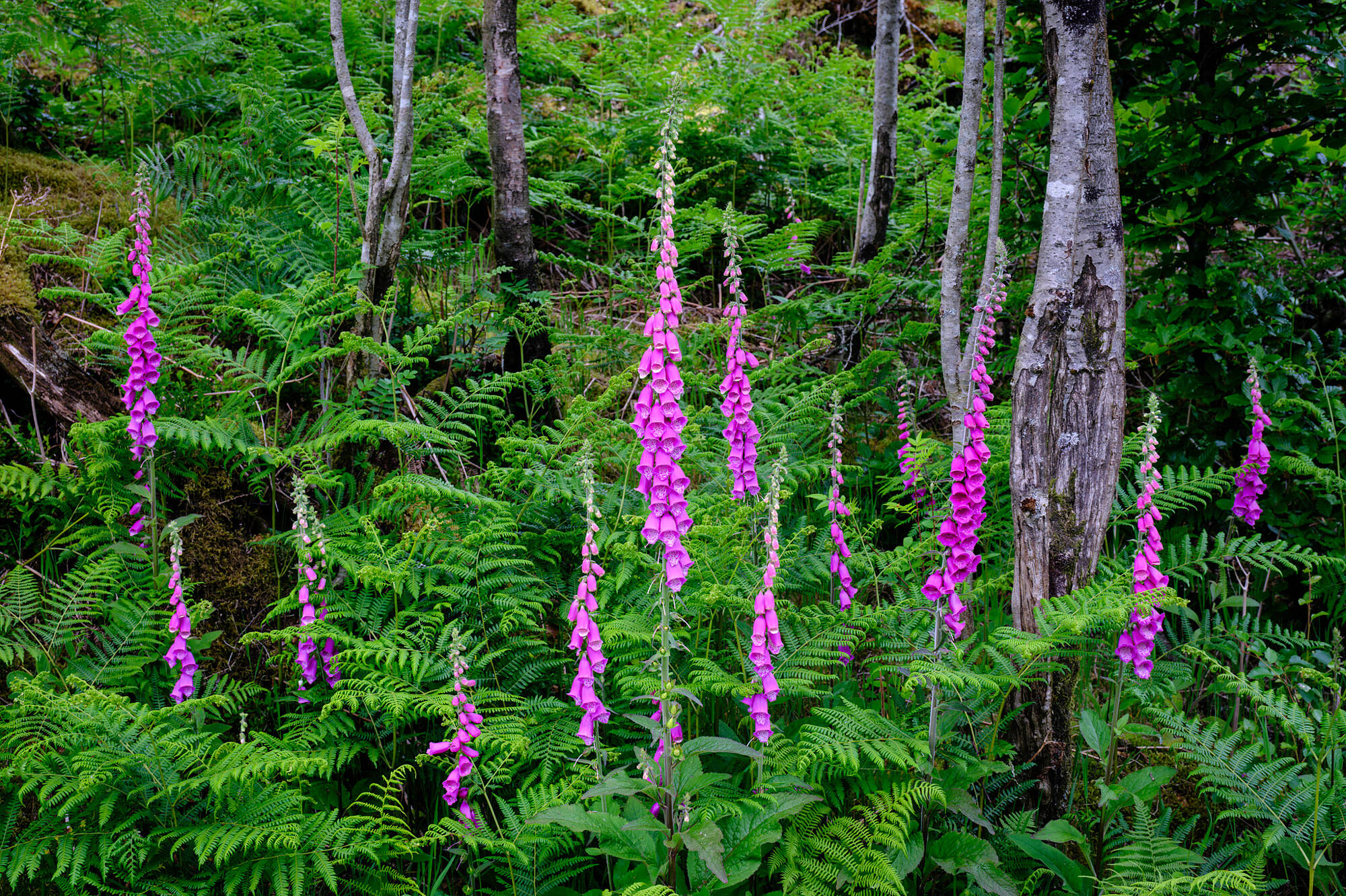 20240613-JVH28632-RAF