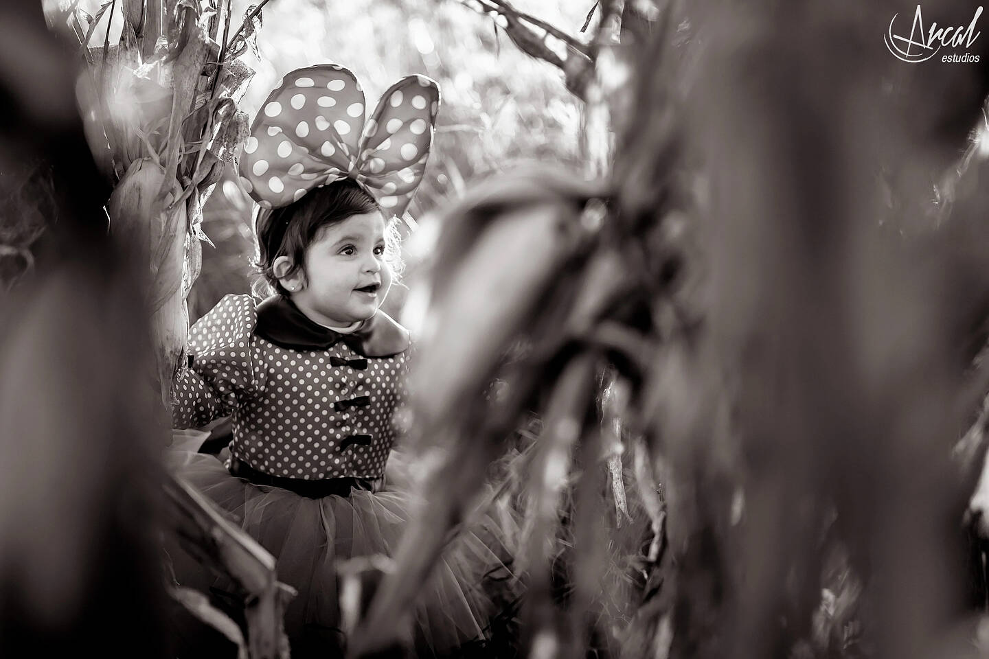 072_www.arcalestudios.comA