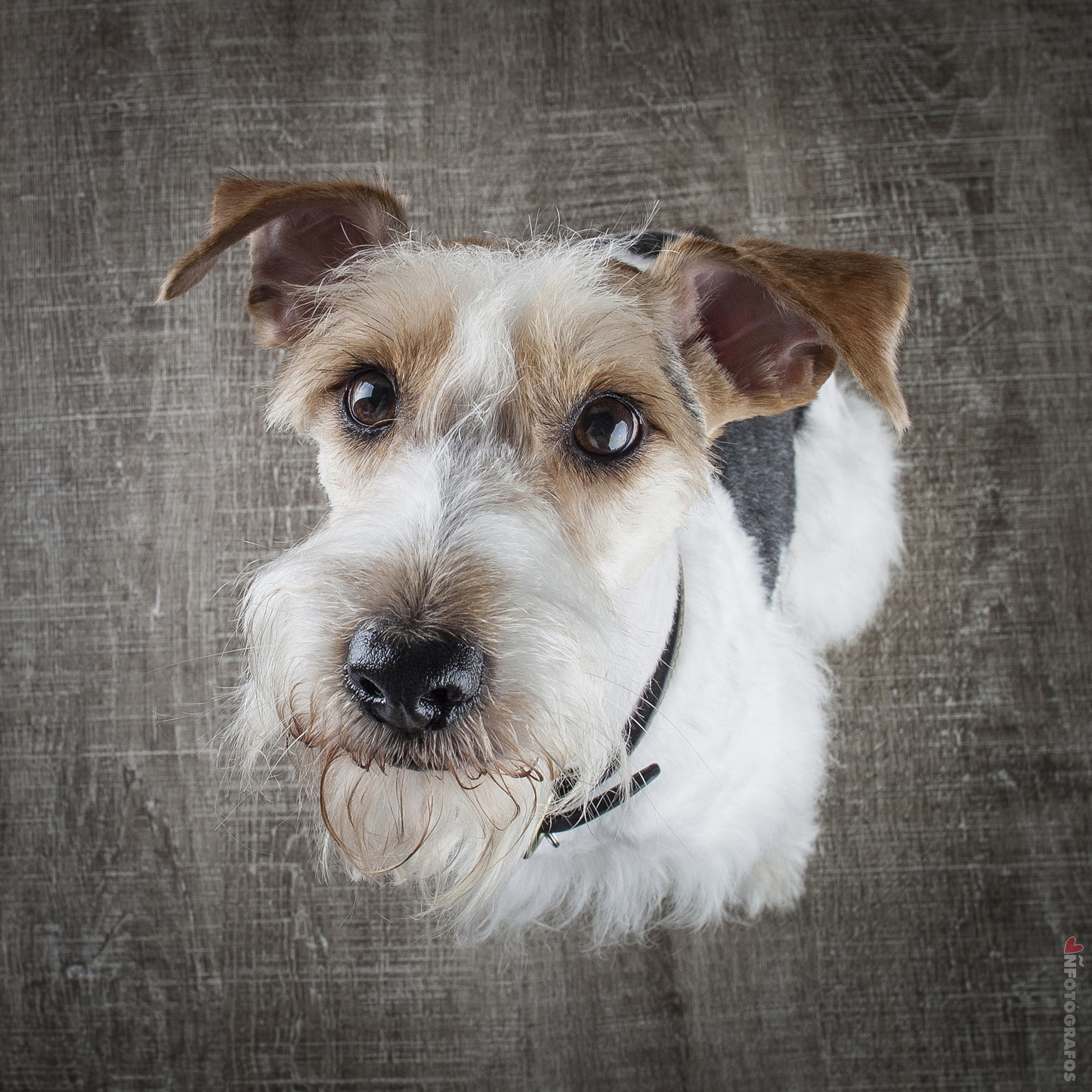 foxterrier