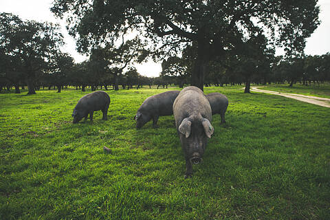 GANADO EN LA DEHESA (resolución hasta 36 MP)