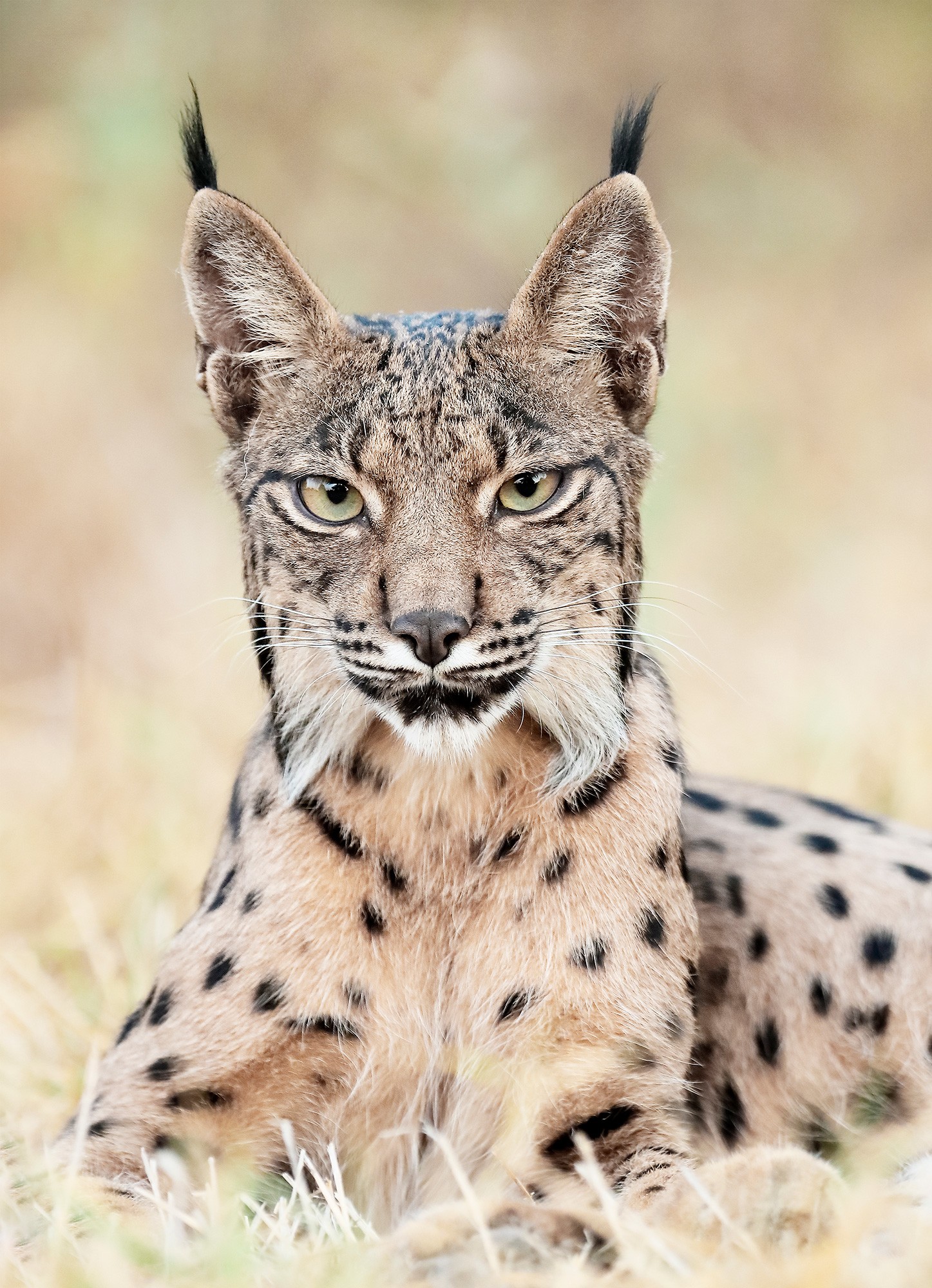 _B9I7953-Cristina-Abilleira