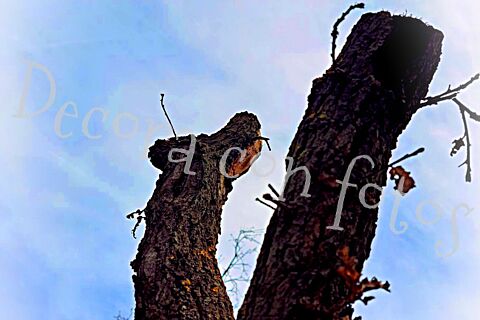 Afiches decorativos
