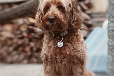 Penny