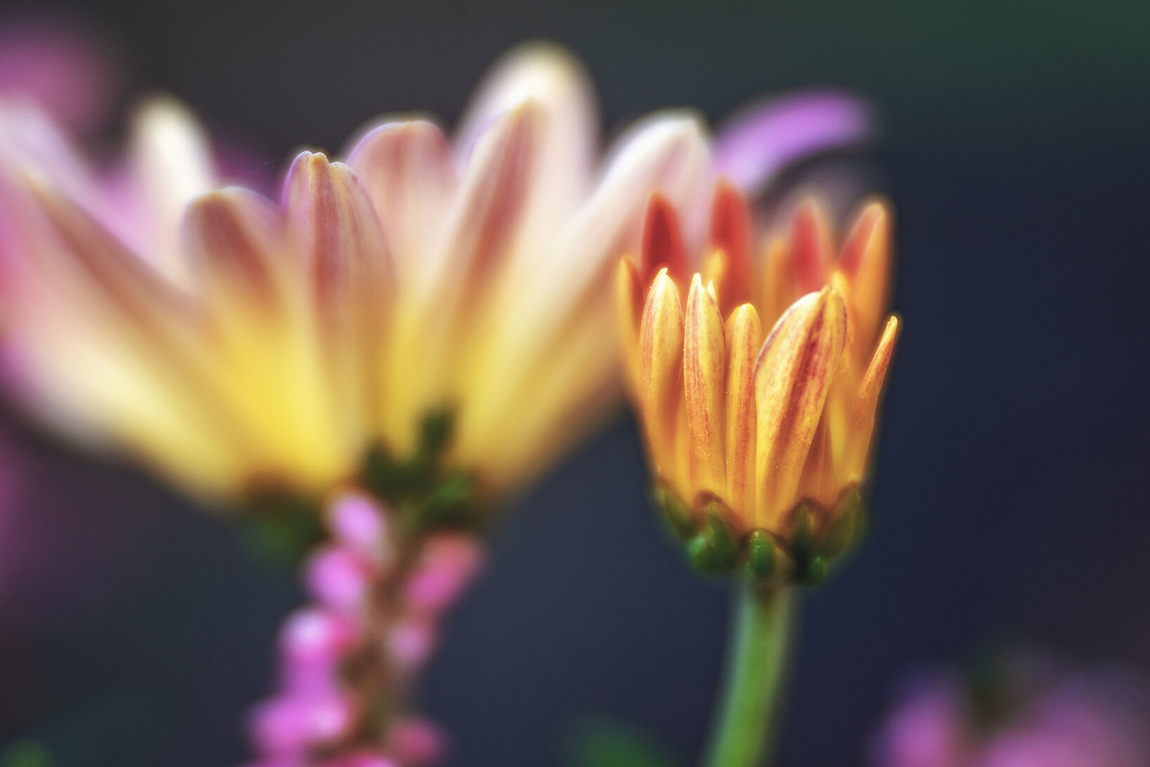 2025 10 FioriGiardino Velvet (88) el rett 92