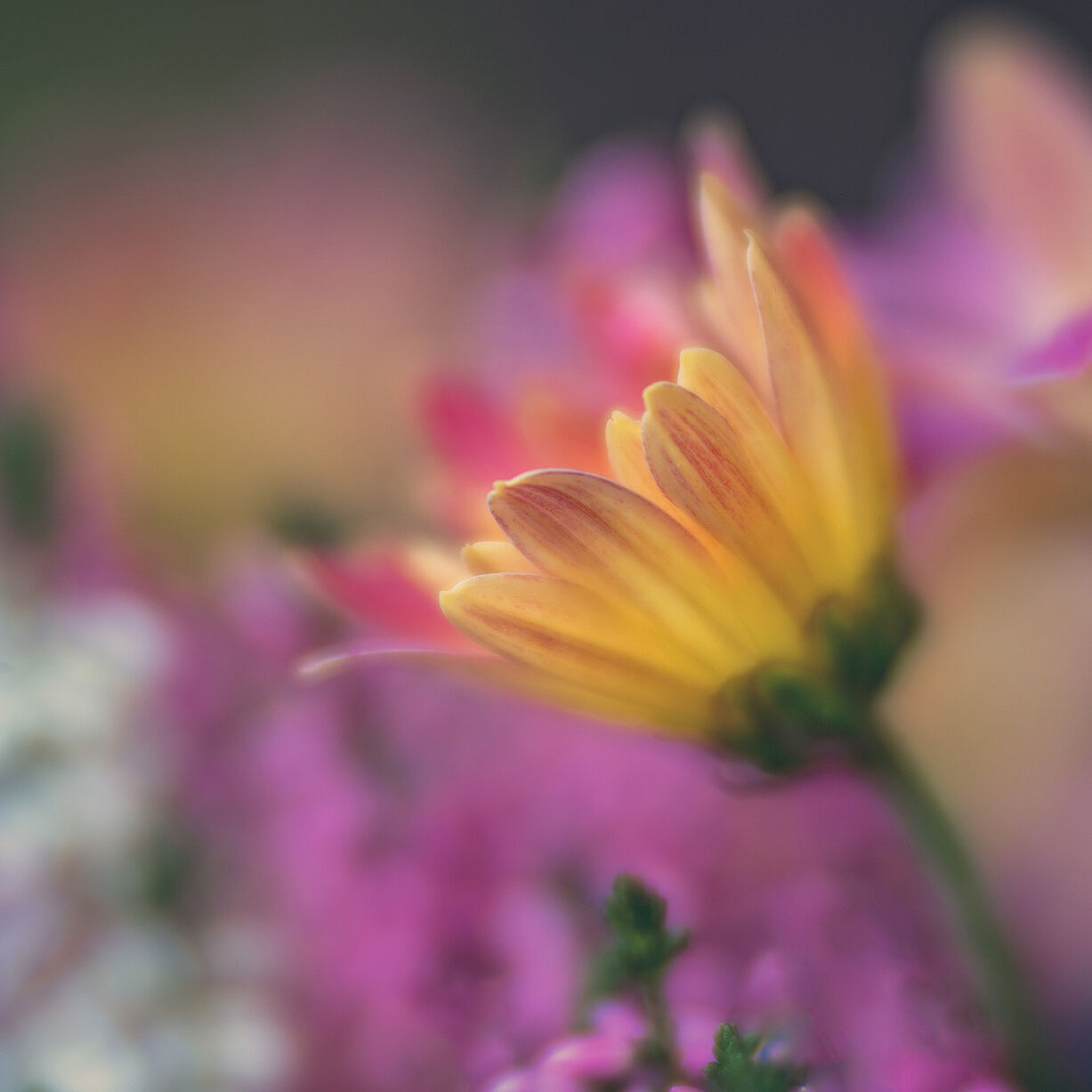 2025 10 FioriGiardino Velvet (89) el 92