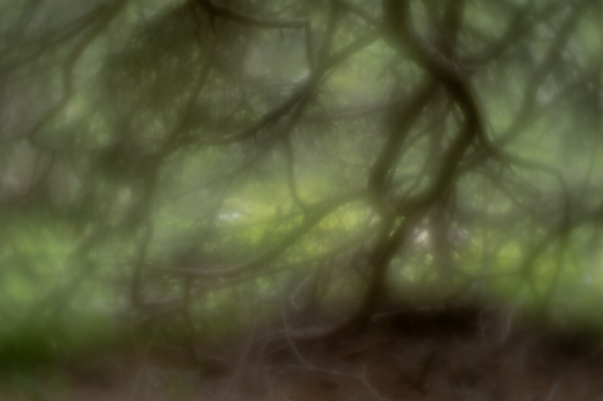 Soft Focus II