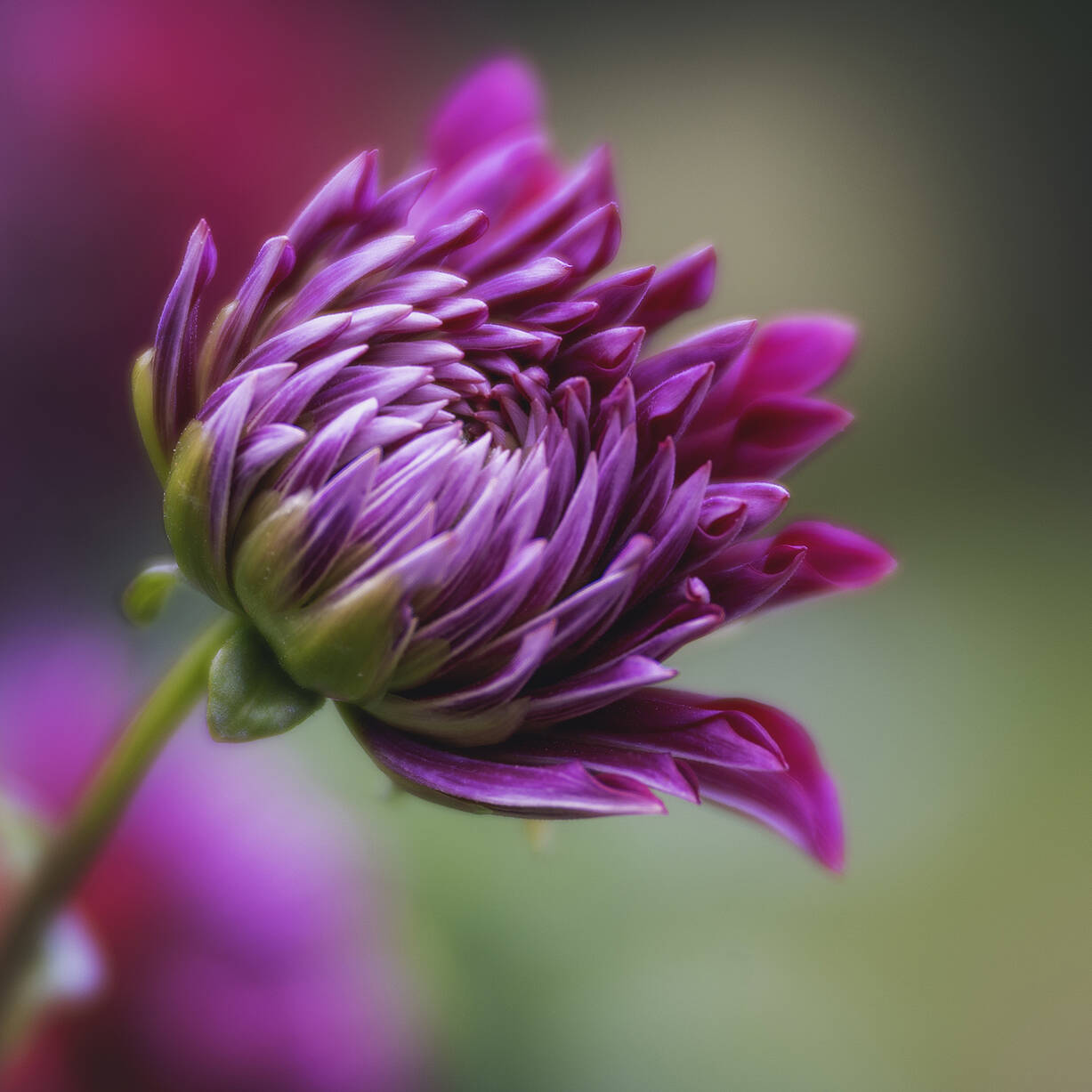 2024 VillaTaranto Velvet85 (104) el 92