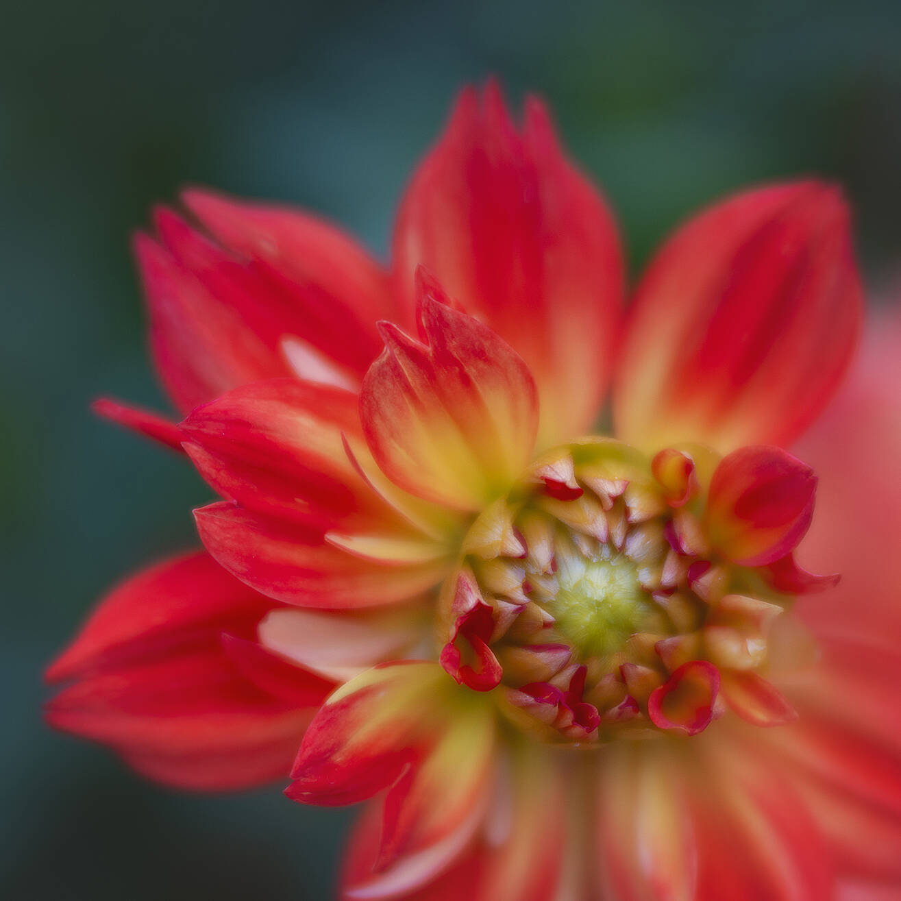 2024 VillaTaranto Velvet85 (117) el 92