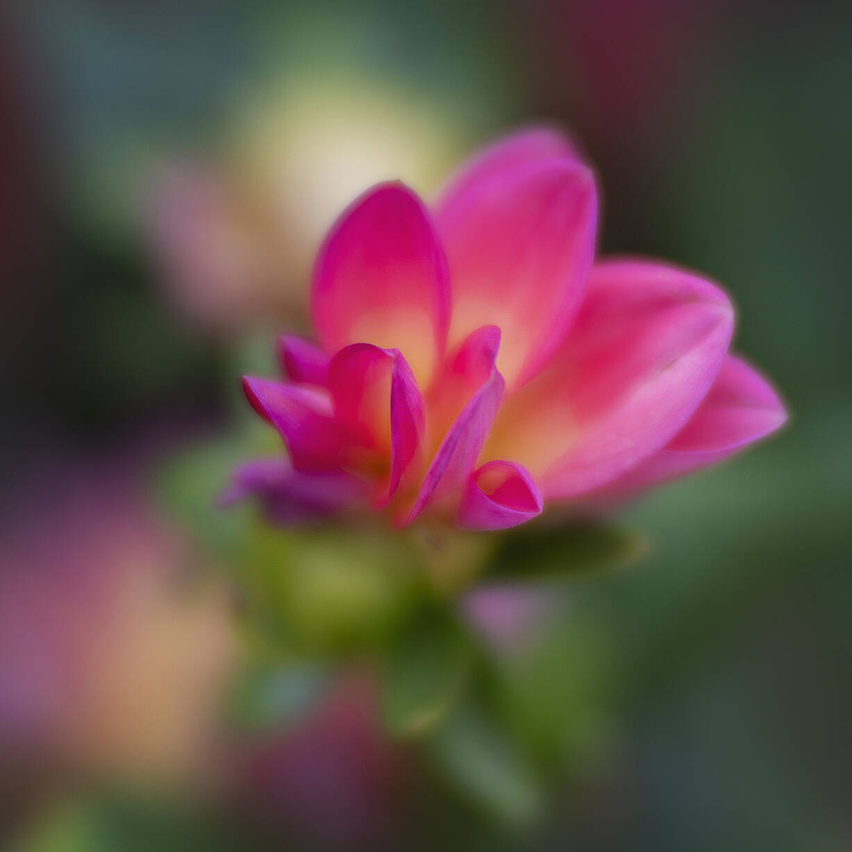 2024 VillaTaranto Velvet85 (118) el 92