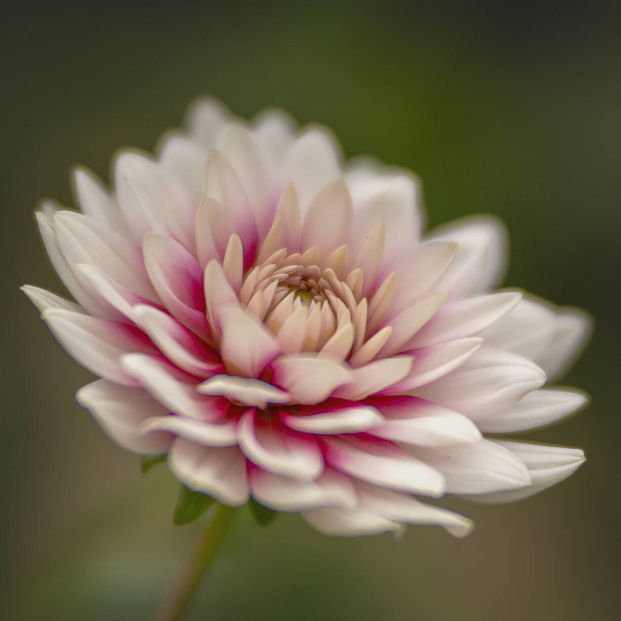 2024 VillaTaranto Velvet85 (132) el 92