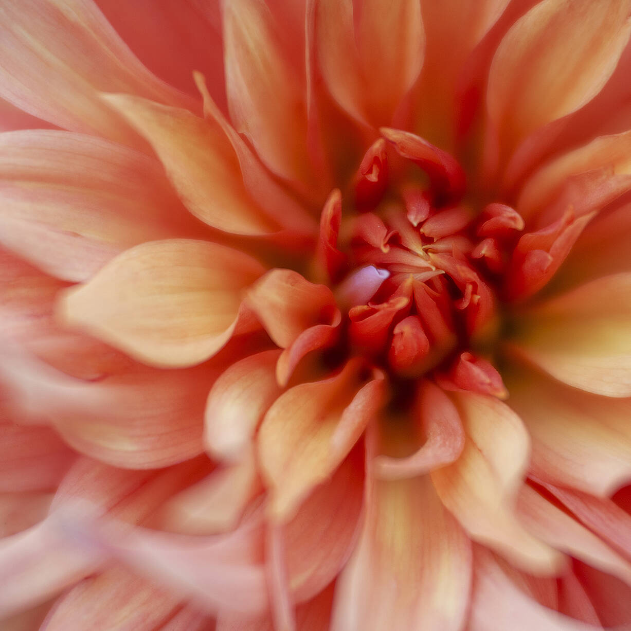 2024 VillaTaranto Velvet85 (141) el 92