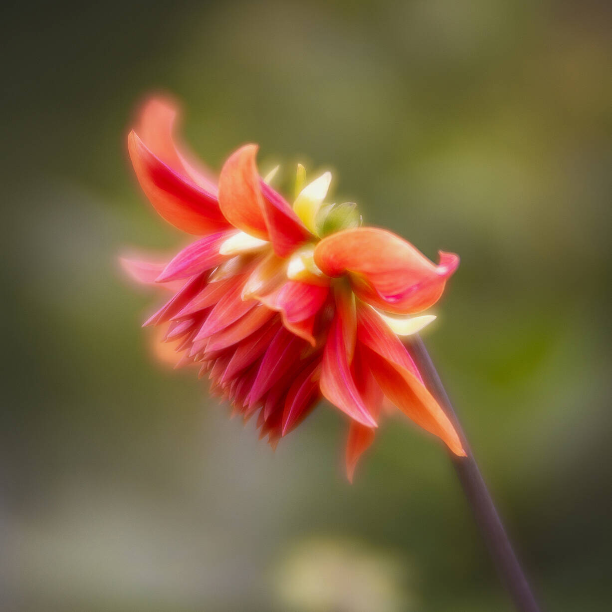 2024 VillaTaranto Velvet85 (150) el 92