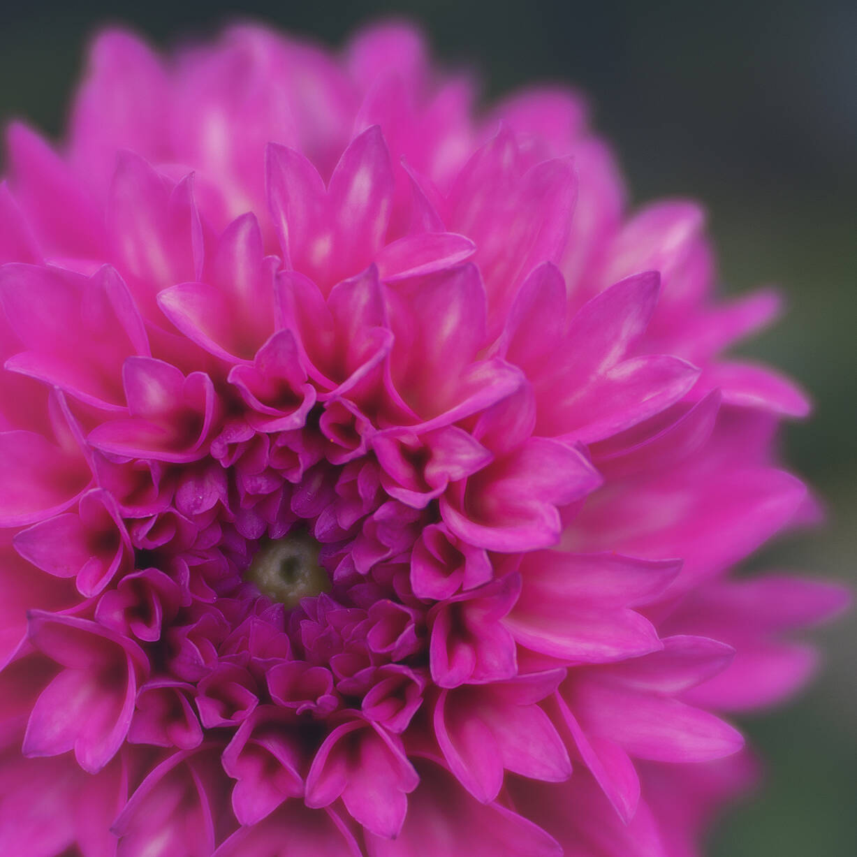 2024 VillaTaranto Velvet85 (155) el 92