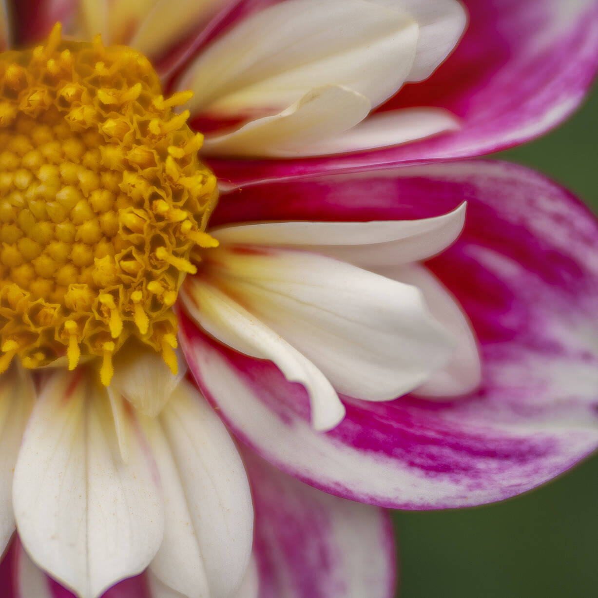 2024 VillaTaranto Velvet85 (181) el 92