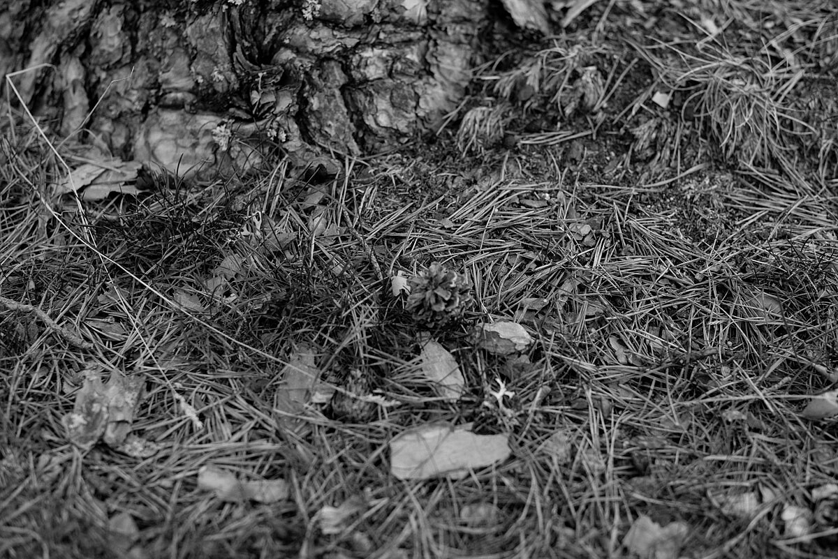 Fotografo_de_bodas_Madrid_Sergio_Reyes_Sesion_de_familia_Navidad_Puerto_de_Canencia_015