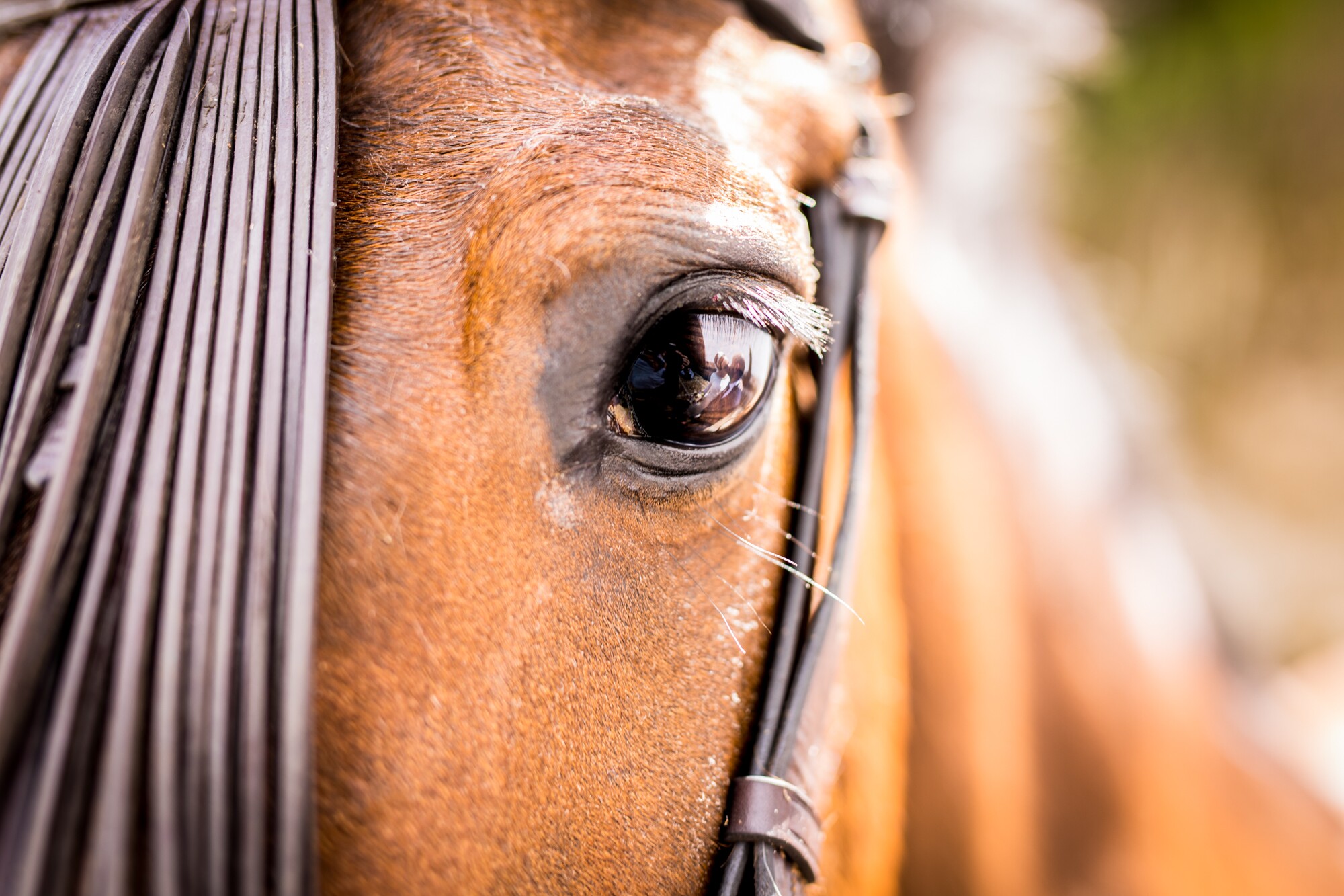 Boda de Toni y Mari Carmen 15