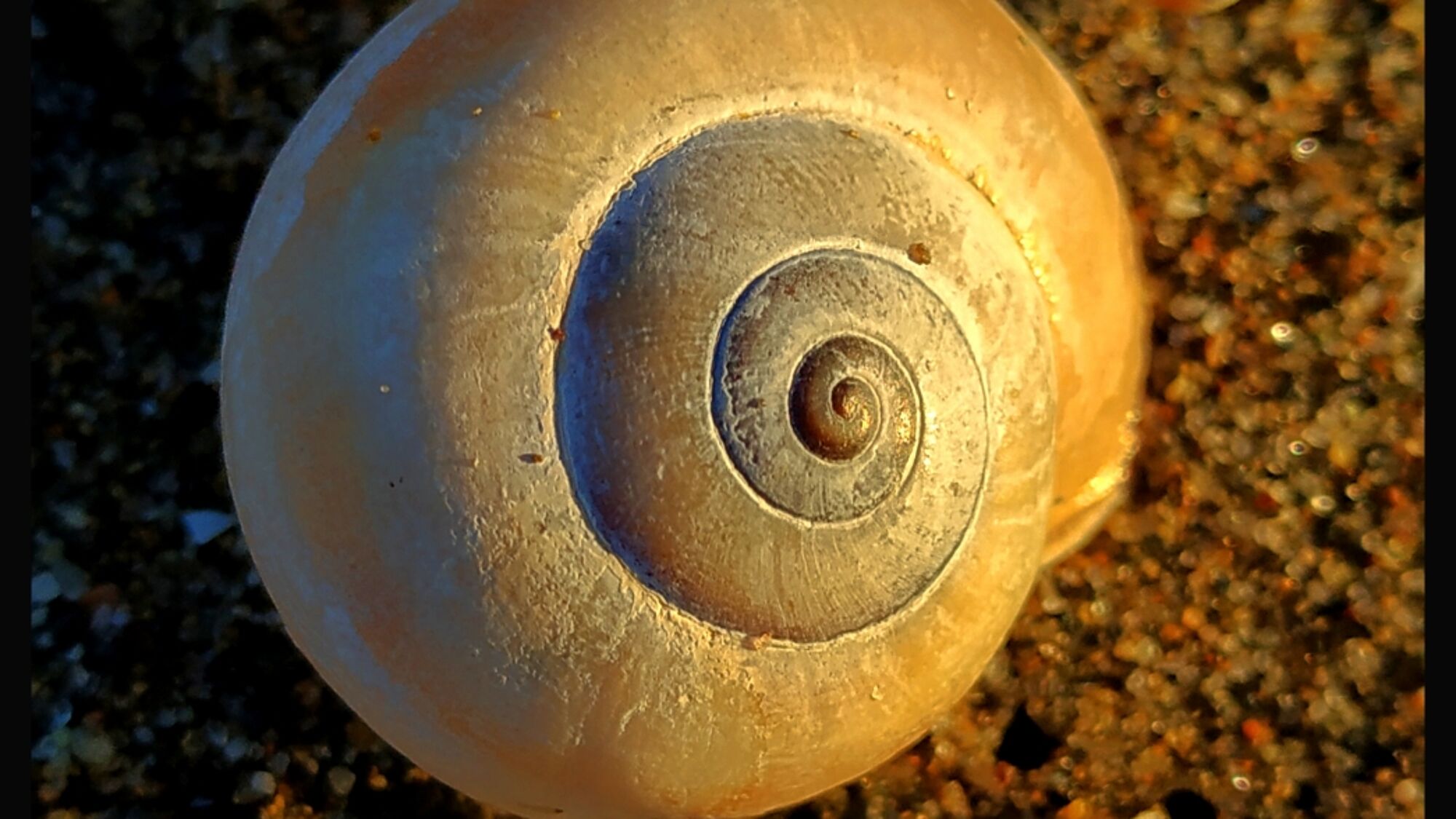 Shell & Sand