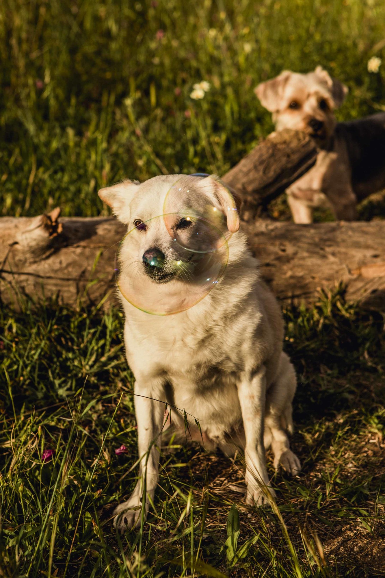 Fotografos de perros malaga-10
