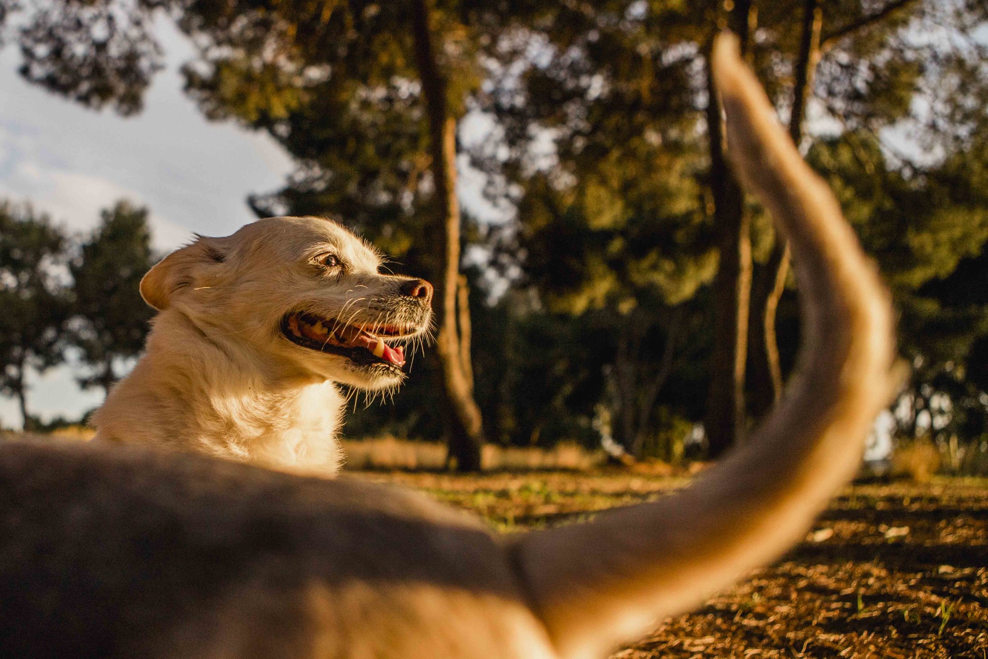 Fotografos de perros malaga-15