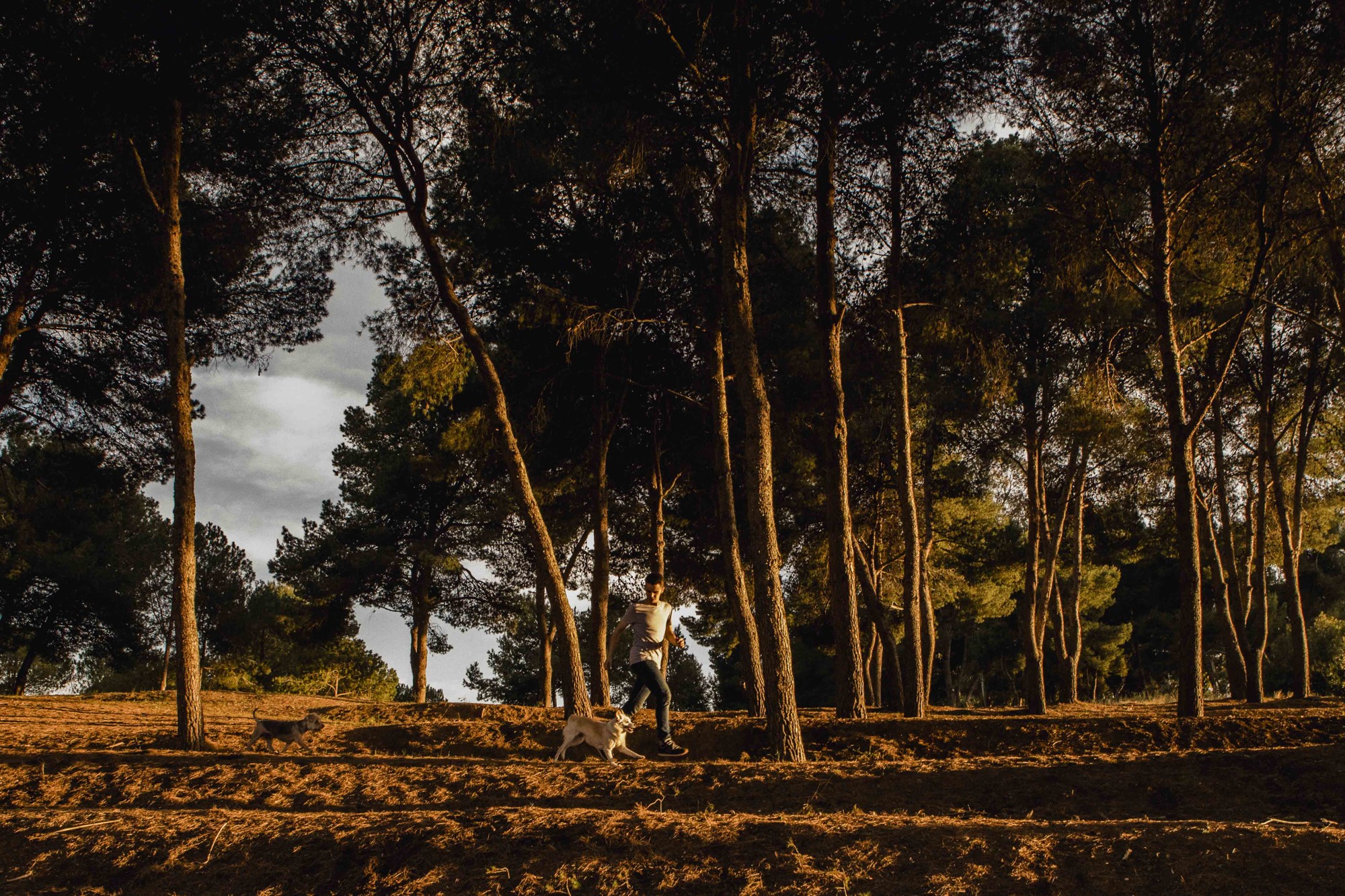 Fotografos de perros malaga-16