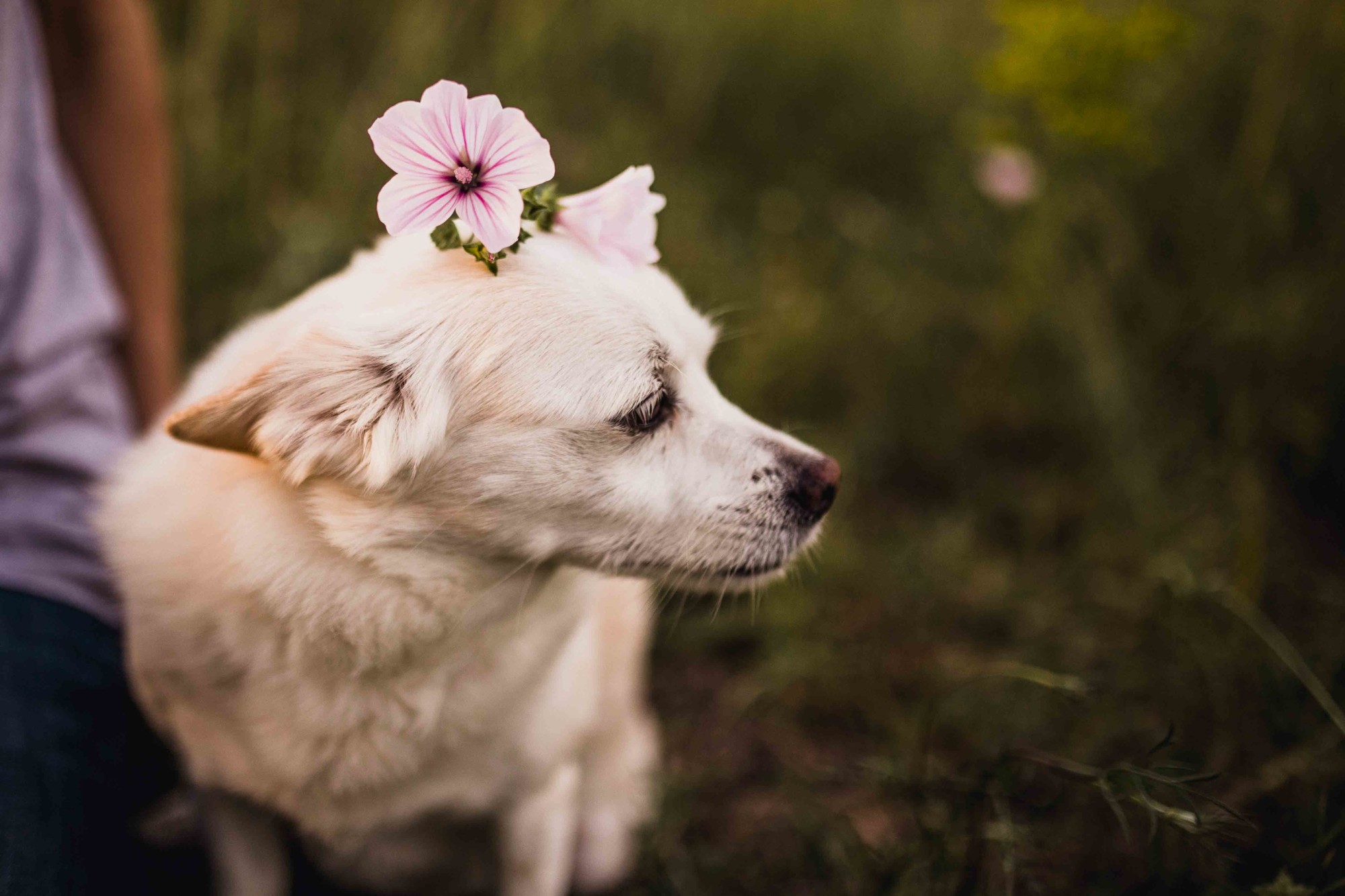 Fotografos de perros malaga-18