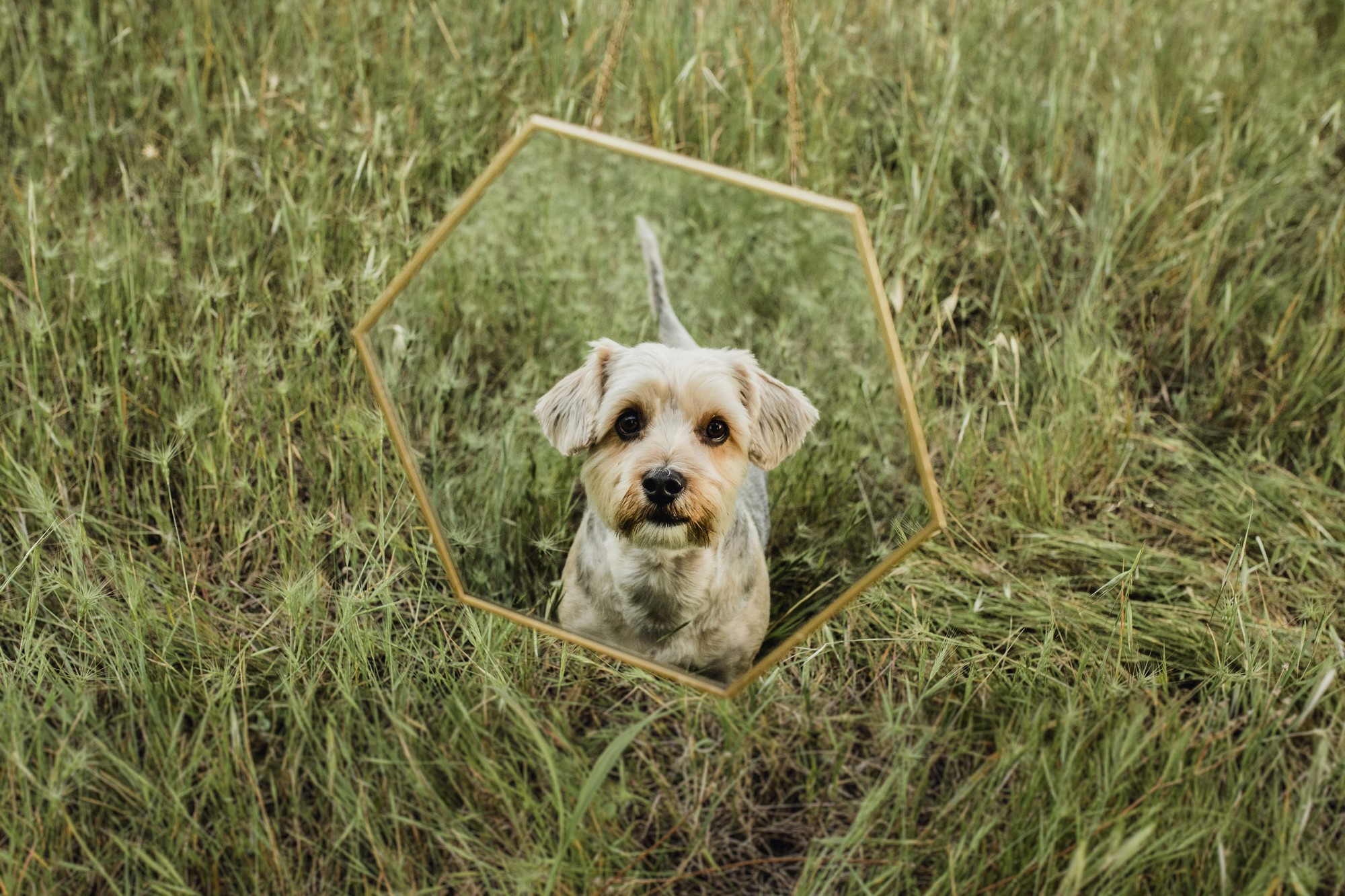 Fotografos de perros malaga-19