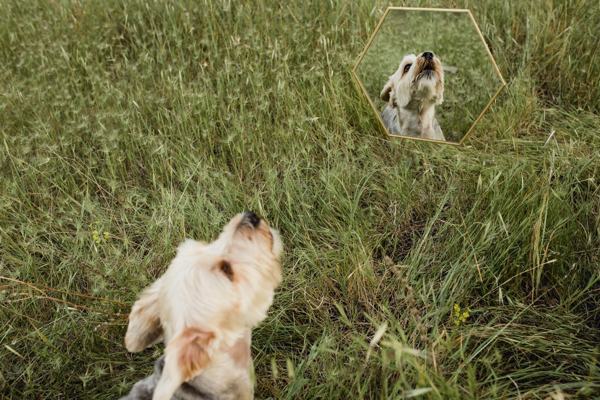 Fotografos de perros malaga-21