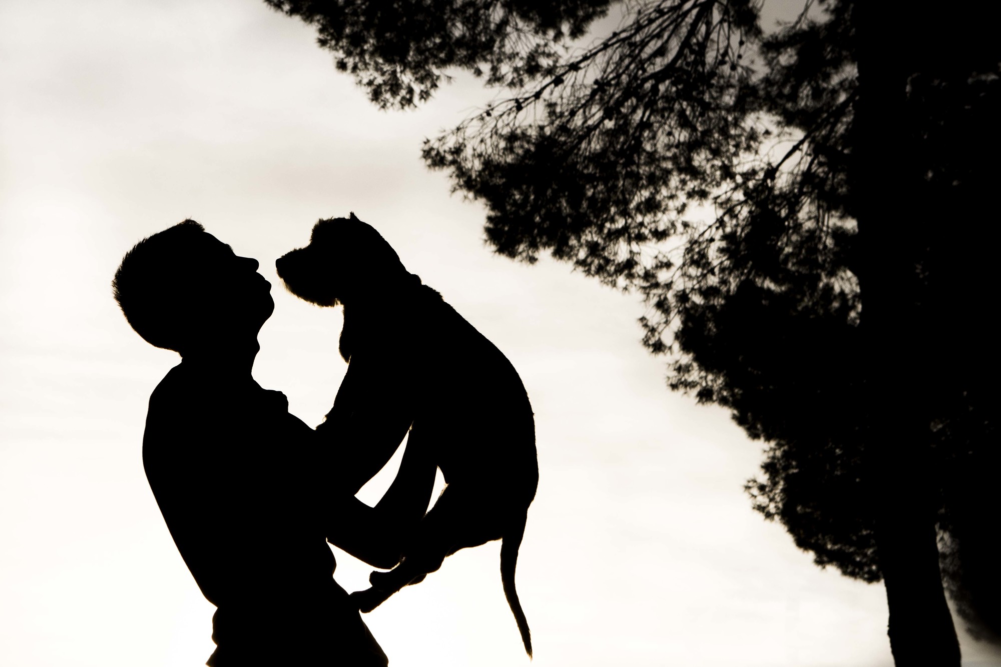 Fotografos de perros malaga-23