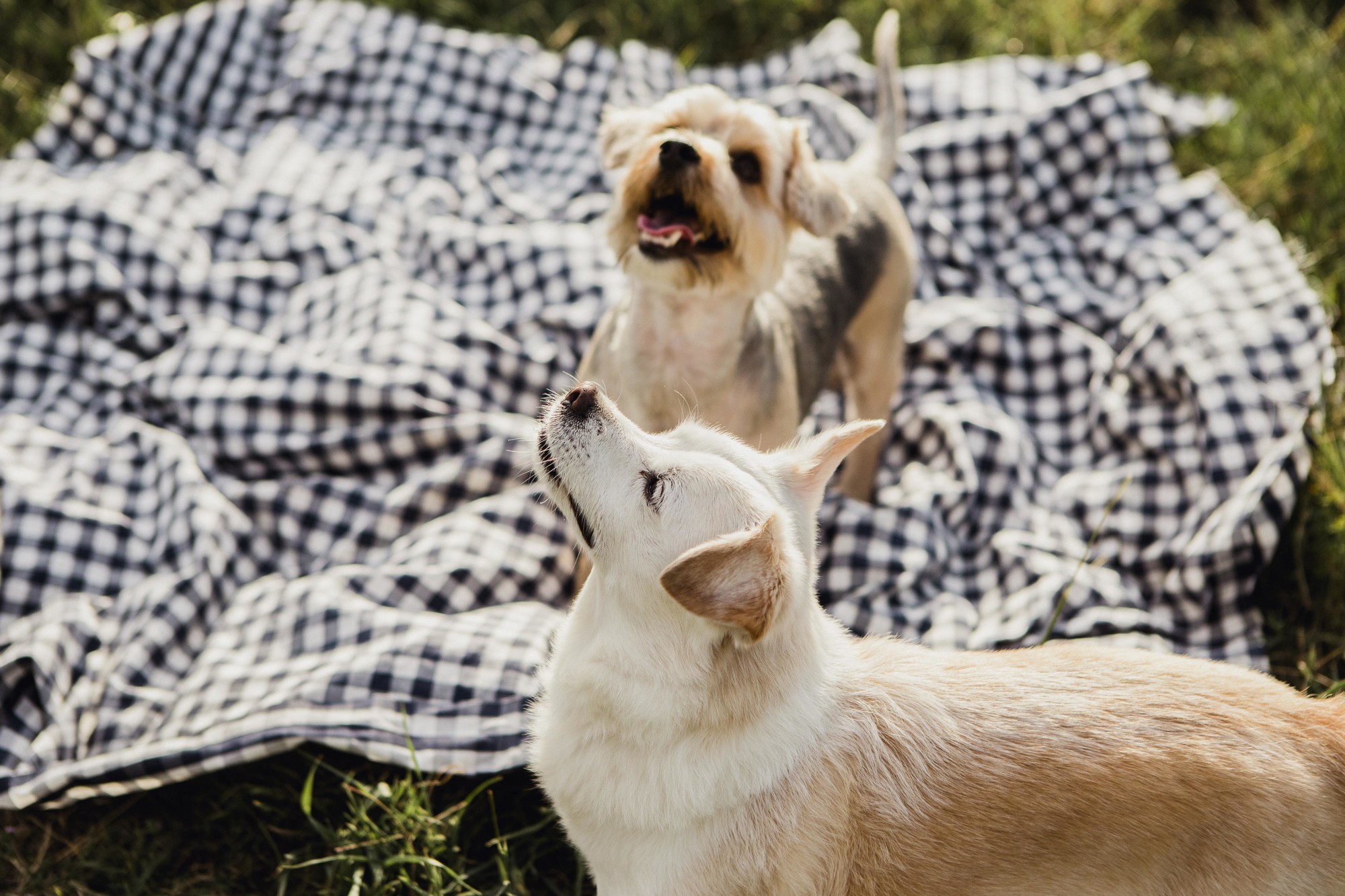 Fotografos de perros malaga-5