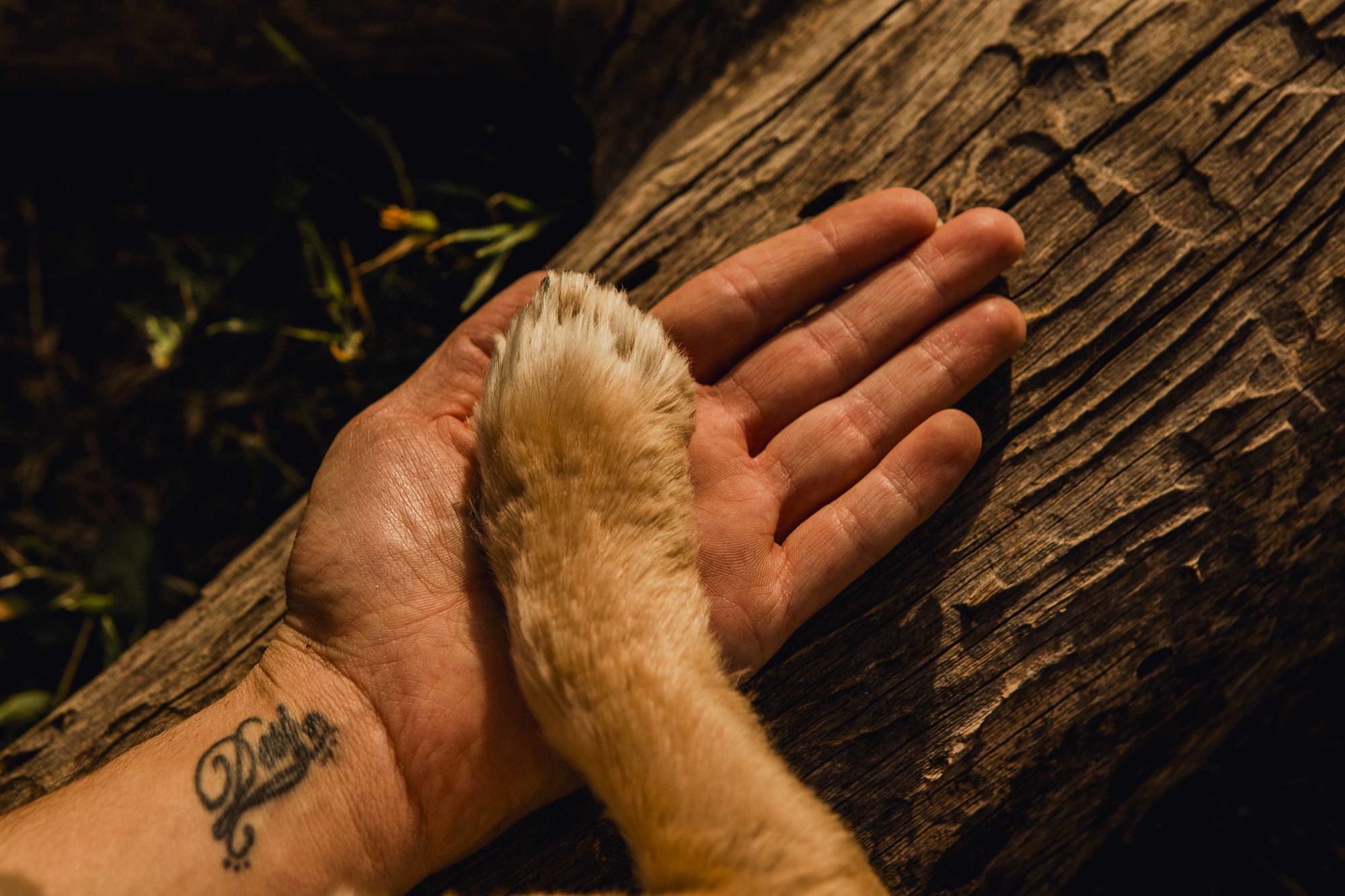 Fotografos de perros malaga-8