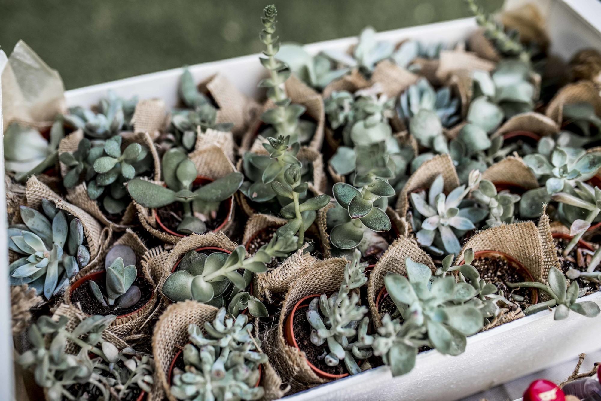 Boda Finca el Alamillo Málaga 61