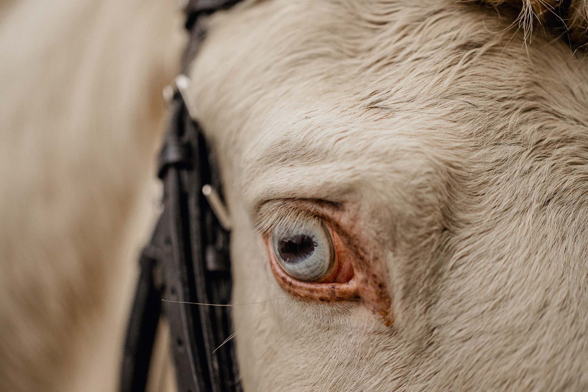 Fotografos comunión Malaga Cortojo el Maizal Granada29095