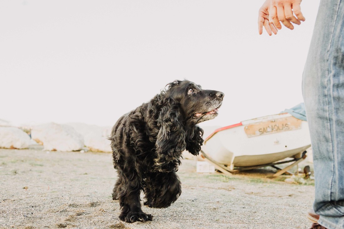 fotografos-de-Mascotas-Malaga--n-fotos-perros-Malaga