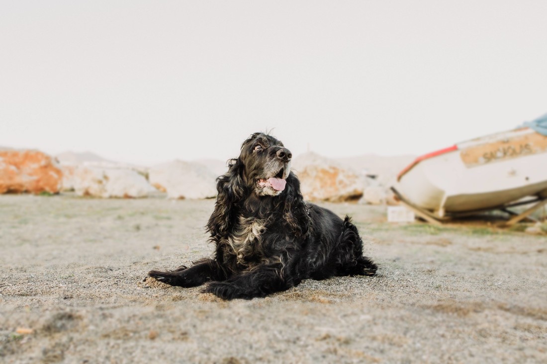 fotografos-de-Mascotas-Malaga--v-fotos-perros-Malaga