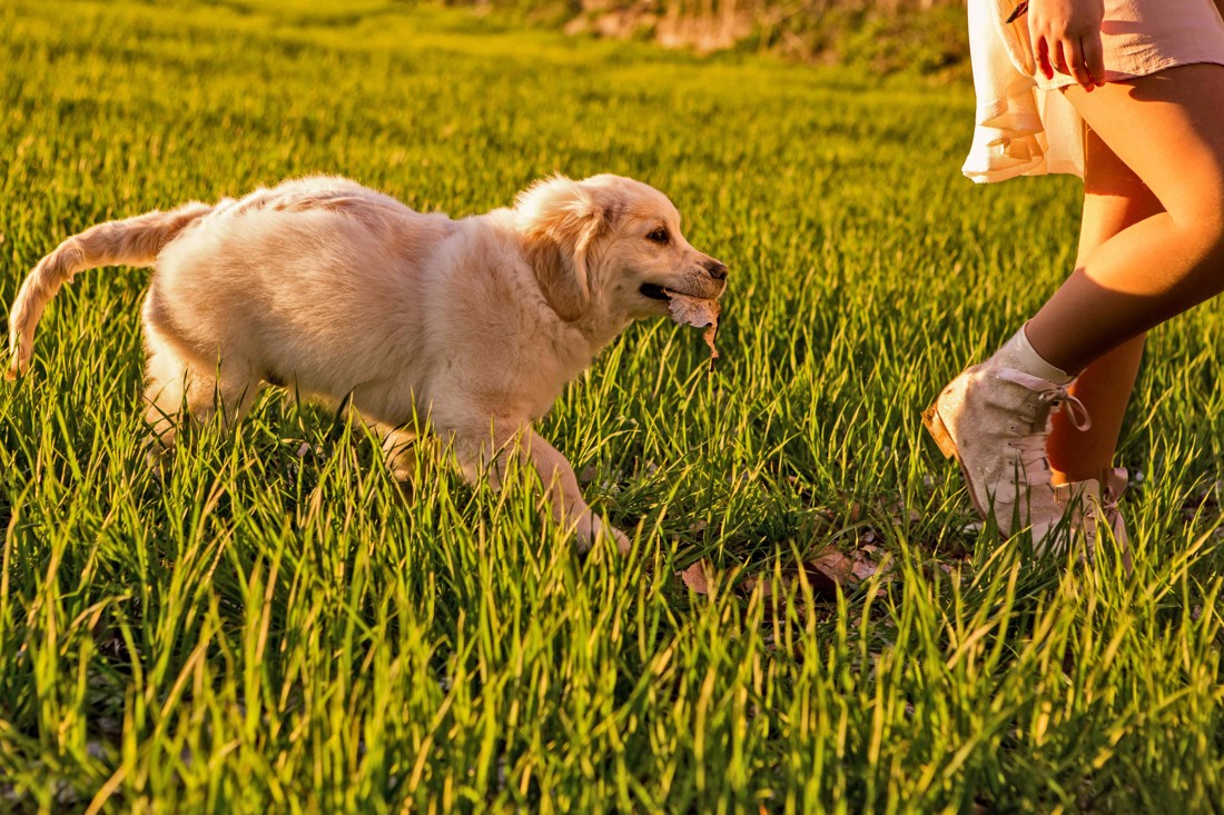 Fotografos de mascotas Granada Fotografos de mascotas Málaga 09