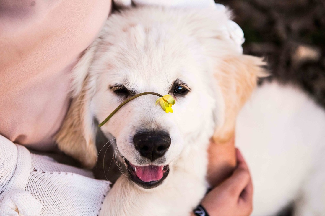 Fotografos de mascotas Granada Fotografos de mascotas Málaga 01