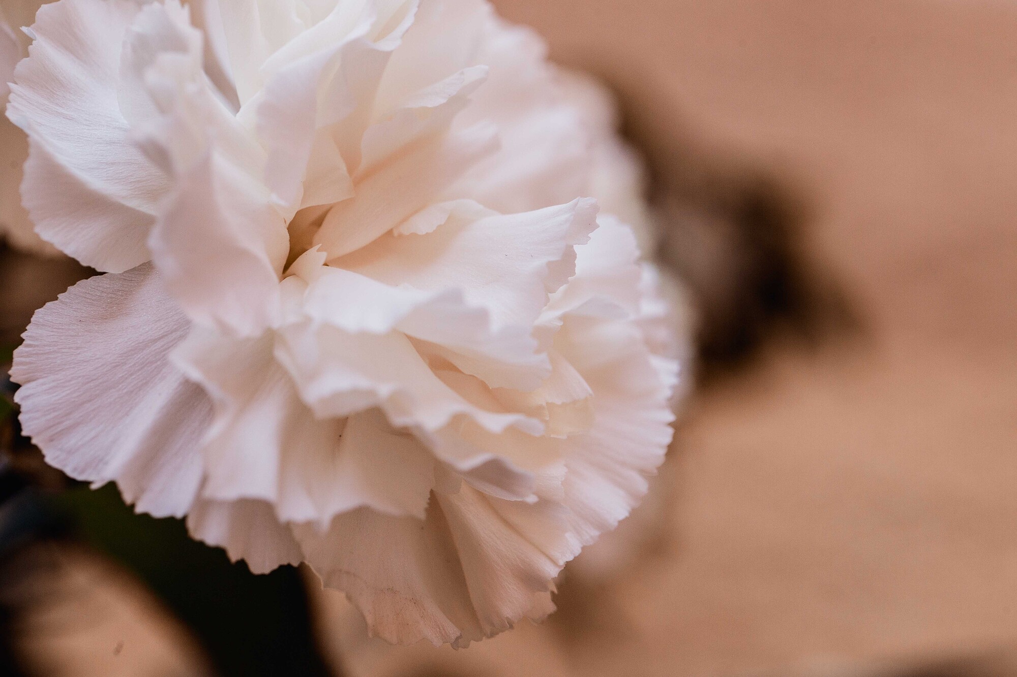 boda civil en la Universidad de Osuna-19