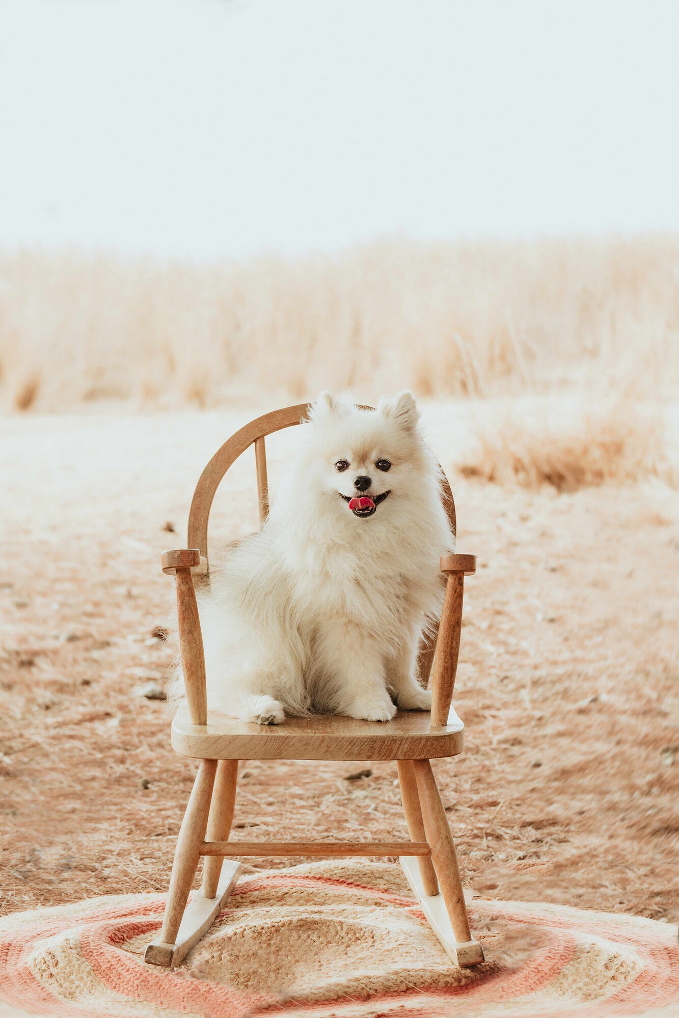 fotografos mascotas malaga