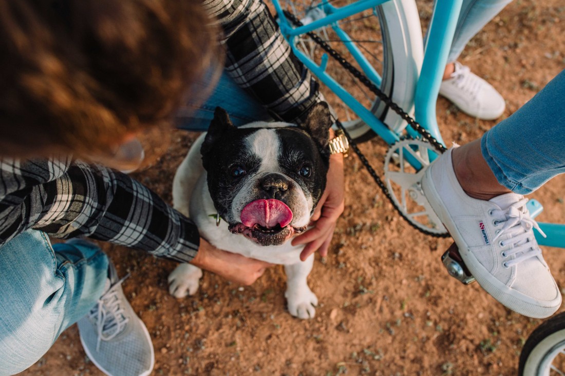 preboda en Malaga con perro 041
